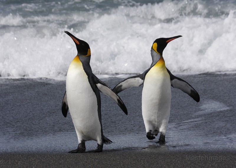 giant cuddly penguin